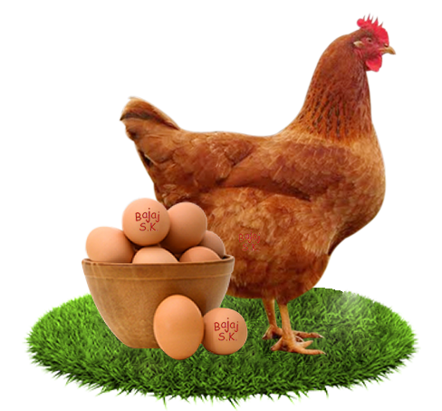 Buy Bajaj Eggs Brown Online, Fresh Bajaj Eggs Brown, Raw Meats in